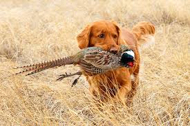 Prepare for Hunting dog with pheasant